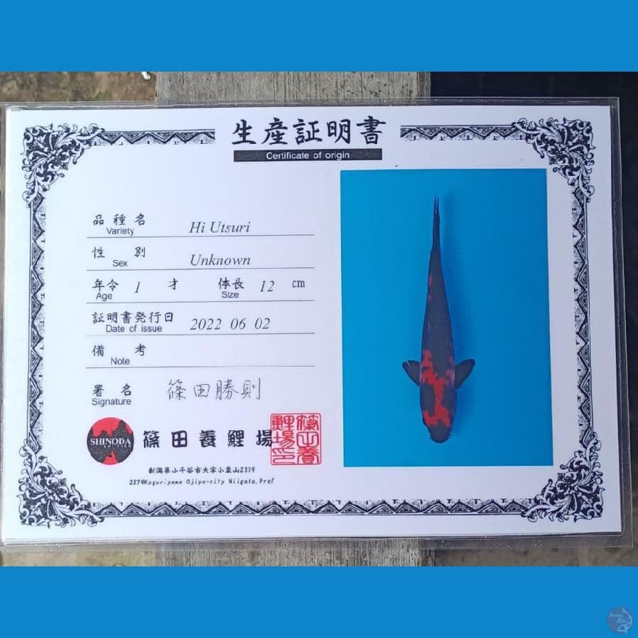 Hi Utsuri Serti Sinoda 32cm