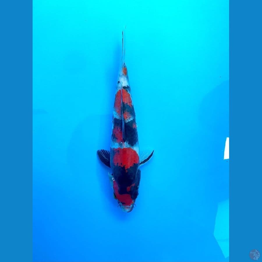 showa 22cm