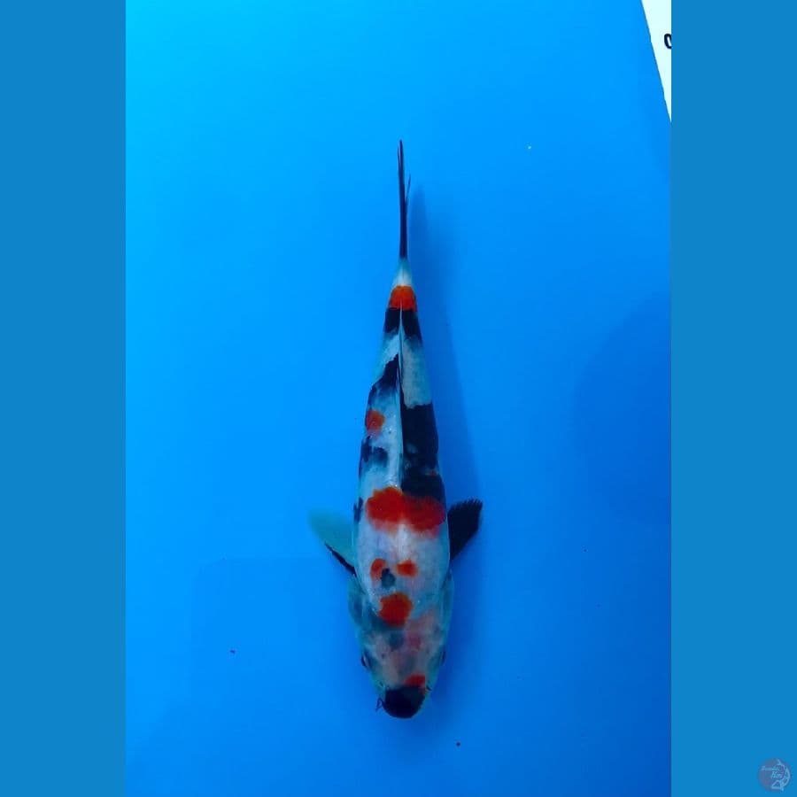 showa kindai 18cm