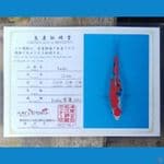 Sanke Serti Iroha 30cm