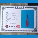 Showa Serti Sinoda 35cm