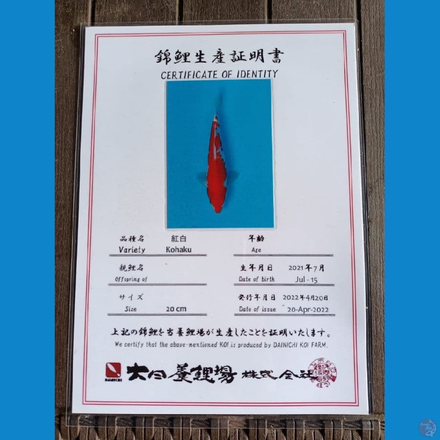 Dainichi Kohaku Sz 24cm