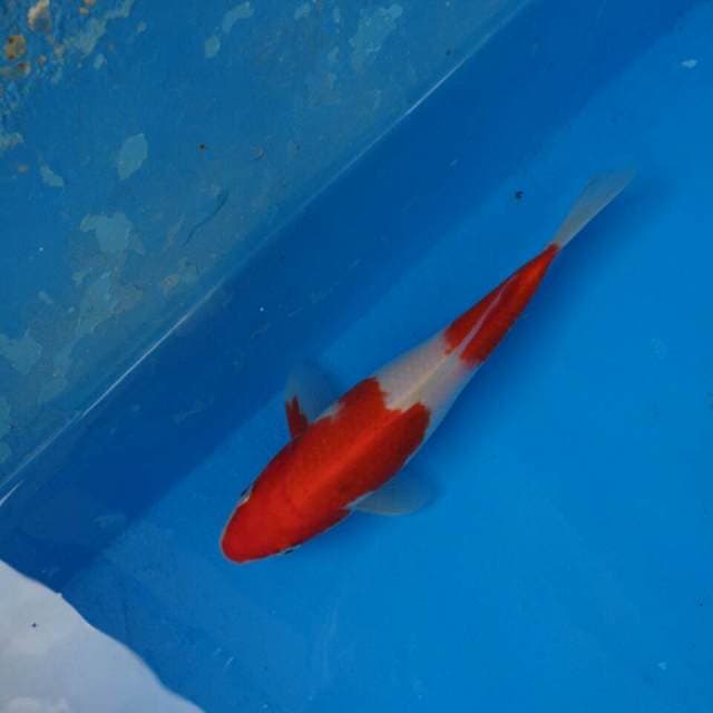 Kohaku Ori F1
