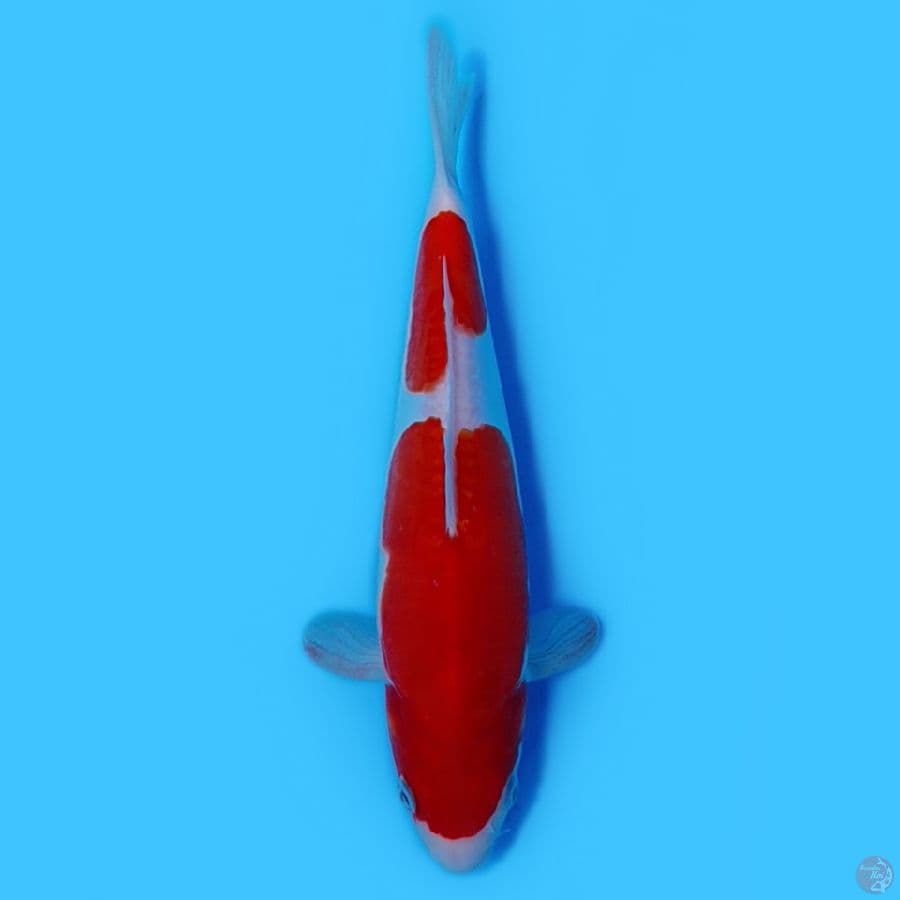 Doitsu Kohaku 27cm Male