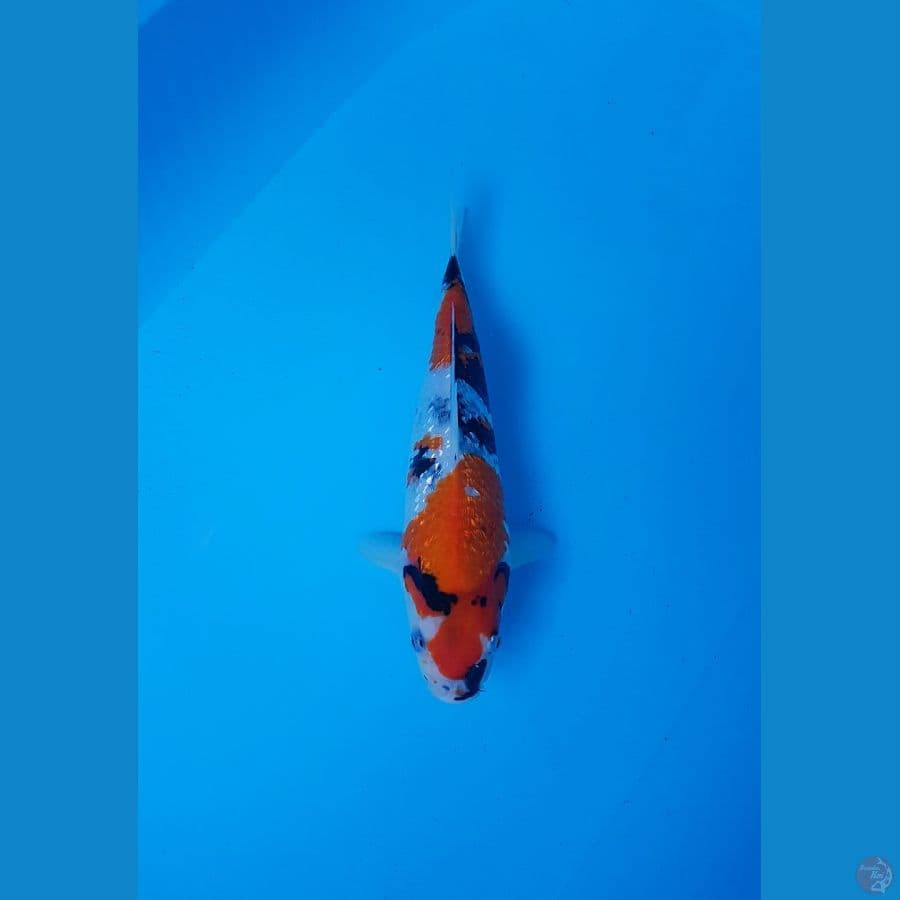 GINRIN SHOWA 34 CM 