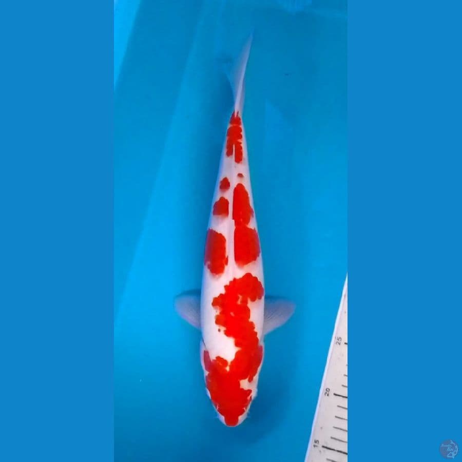 Kohaku Strong Original 3step 37cm (F)