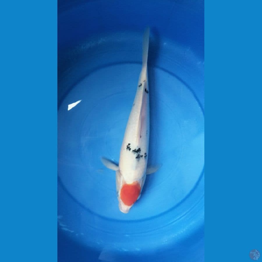 Tancho Sanke 34 cm