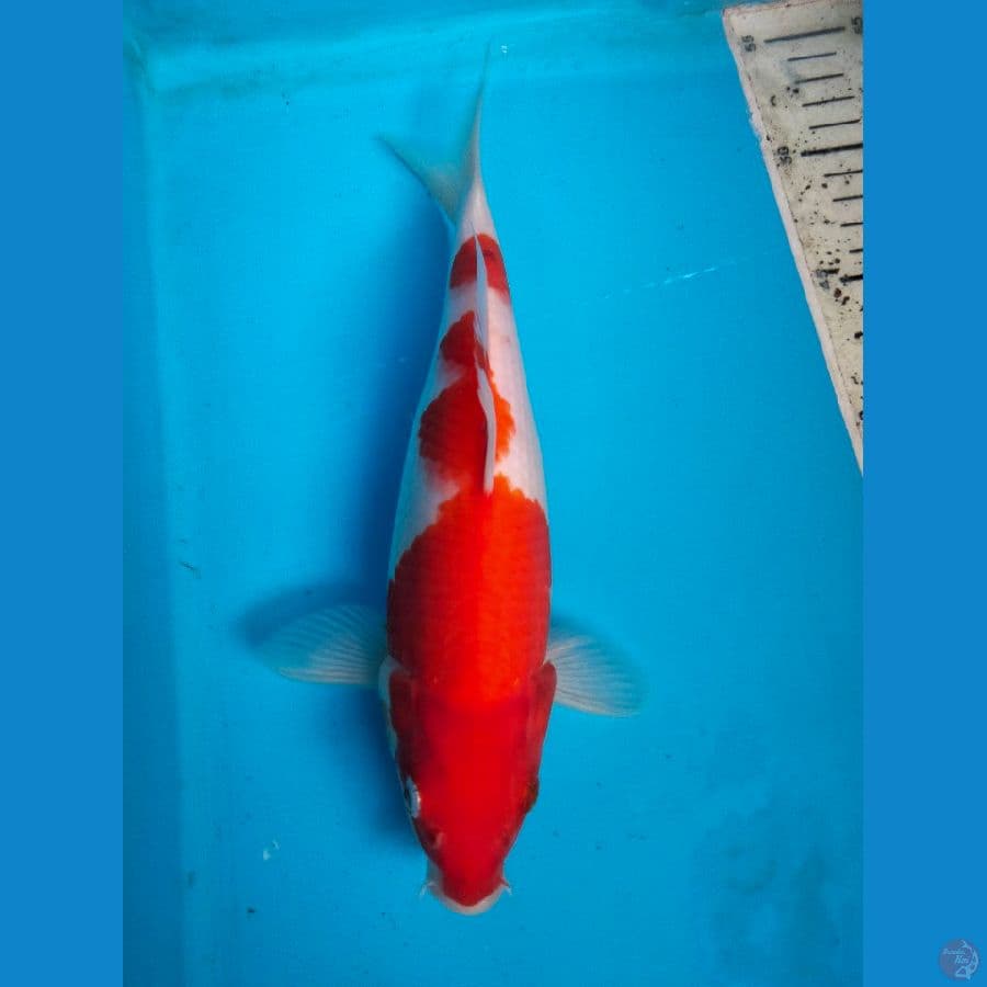 kohaku 25cm