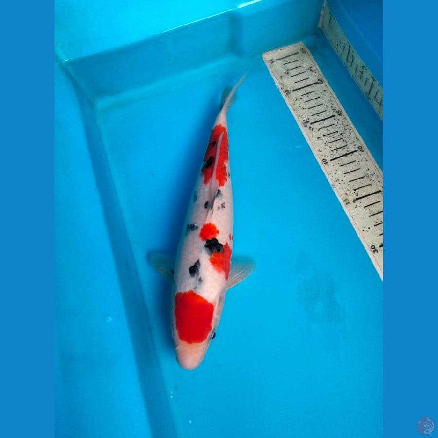 sanke 31cm female