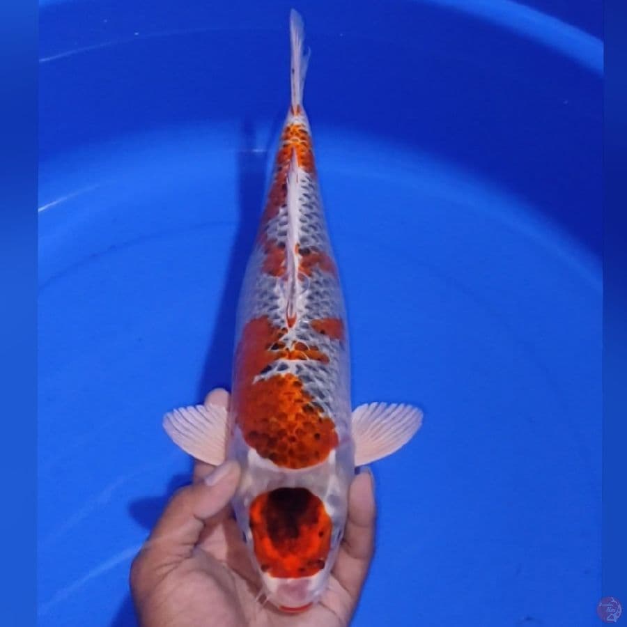 KOJAKU 36CM