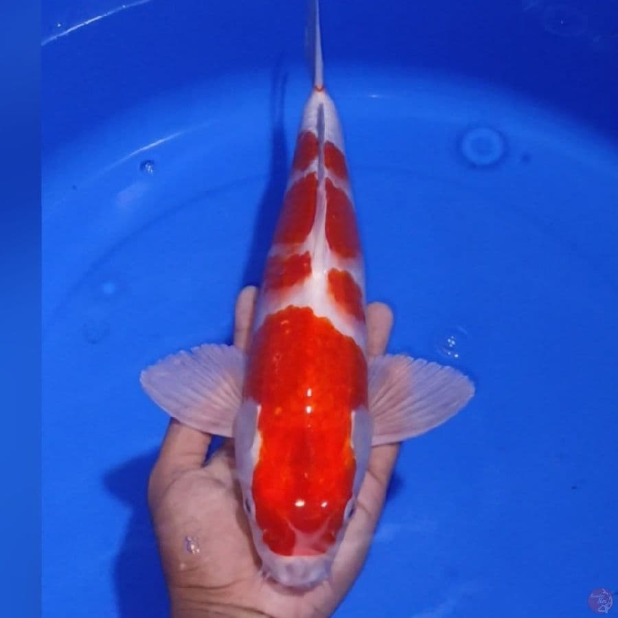 KOHAKU 40BU