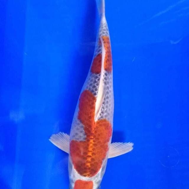 Maruten Kujaku