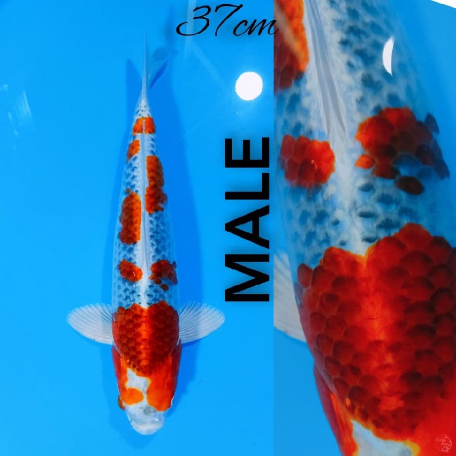 Kujaku 37 cm male