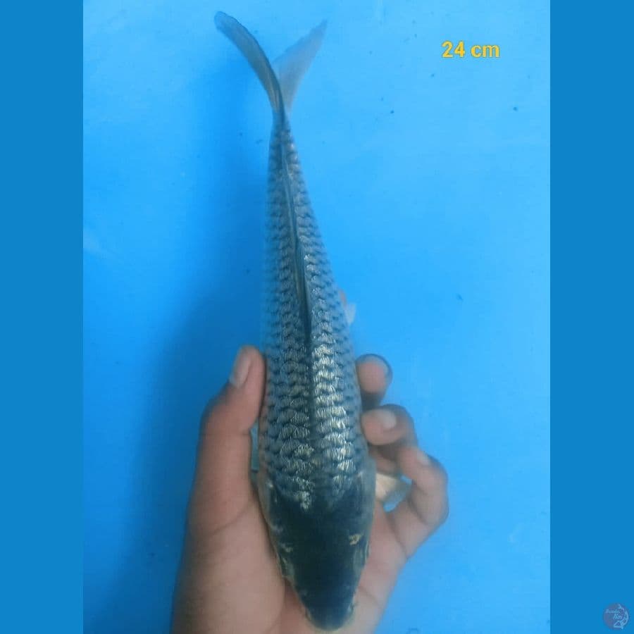 Ready Show Kingrin C 24 cm