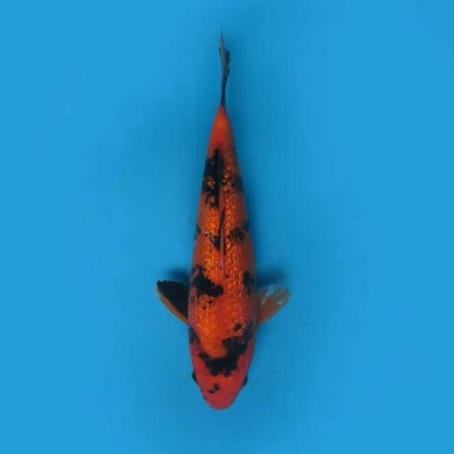 28cm - Hi Utsuri Full Ginrin