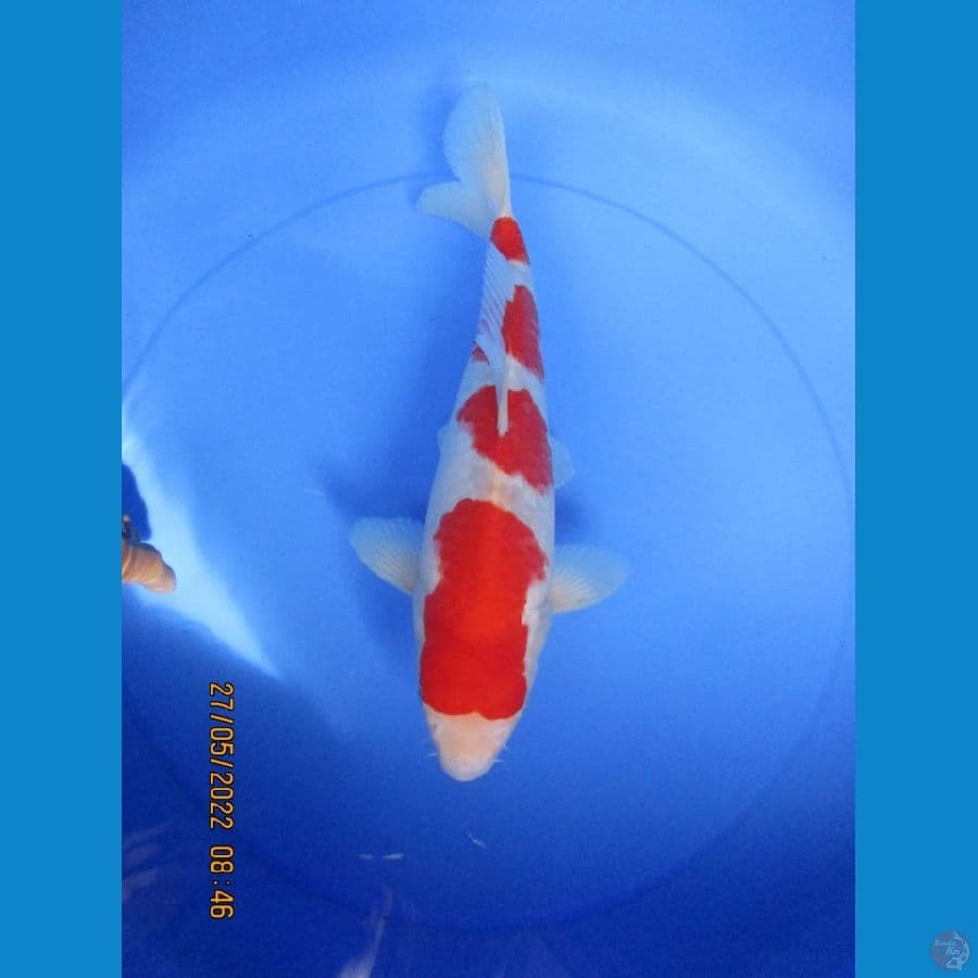 MKC KOI GRUB