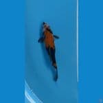 maruten showa 23cm