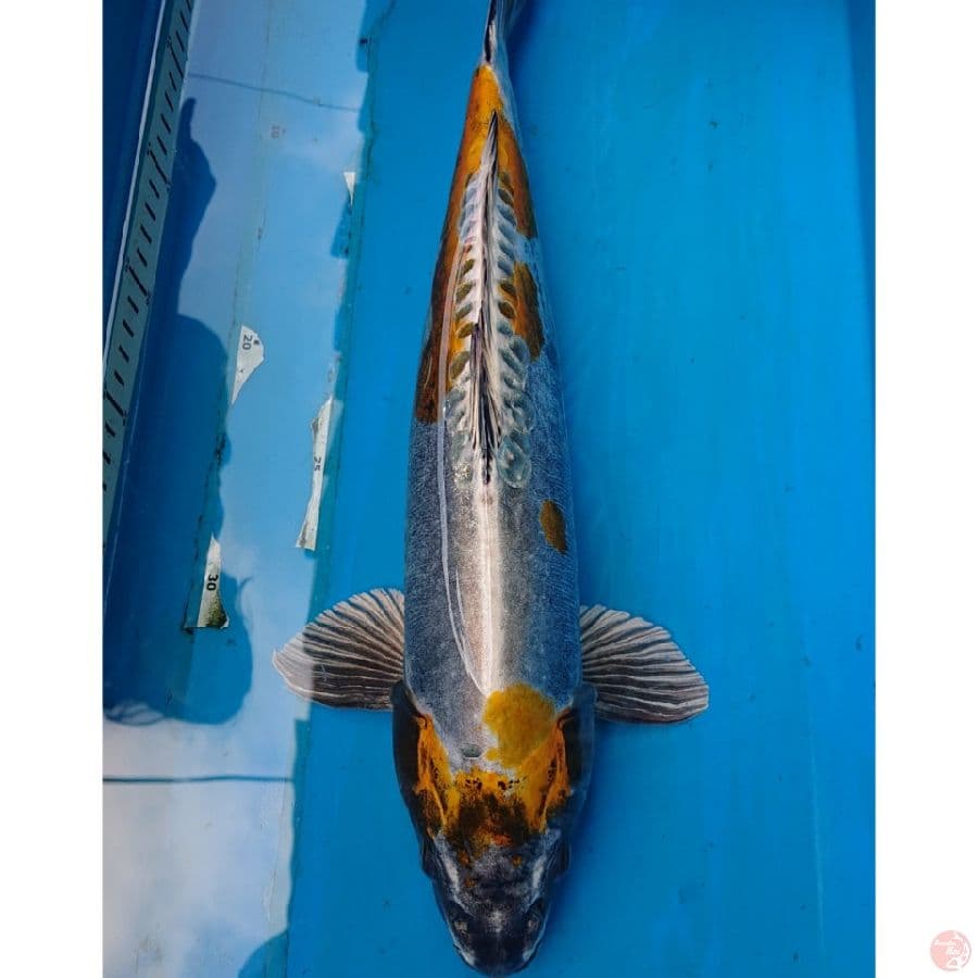 JUMBO KIKO 43 CM