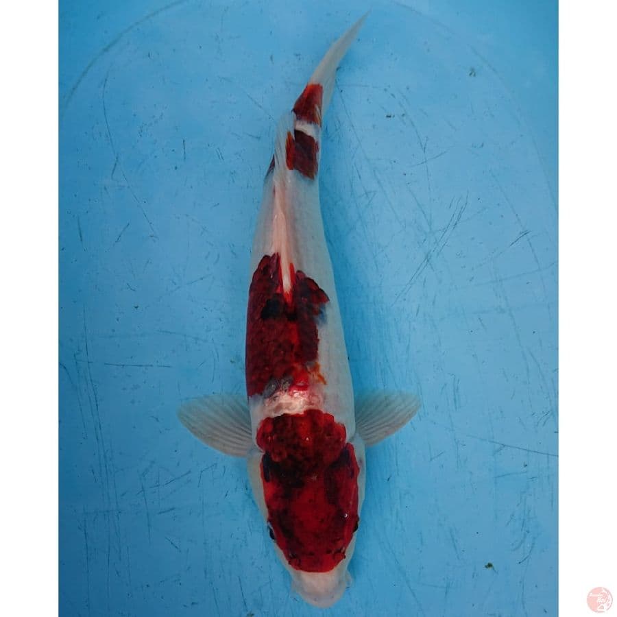 JUMBO GOROMO 42 CM