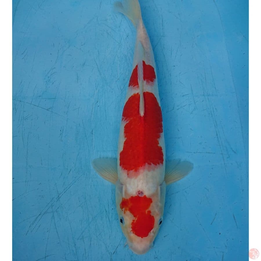 JUMBO KOHAKU 42 CM