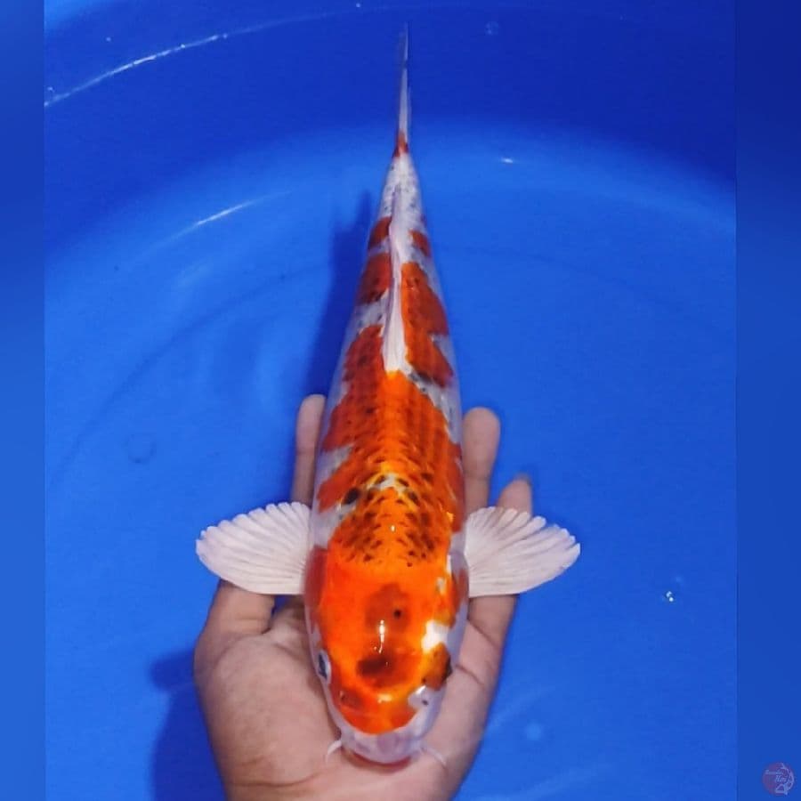 KUJAKU 35CM