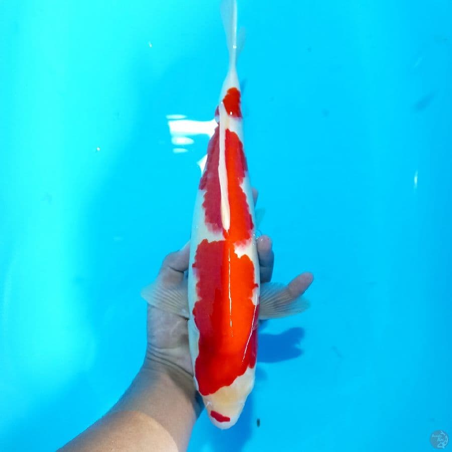 *KOHAKU//ML/39 CM*