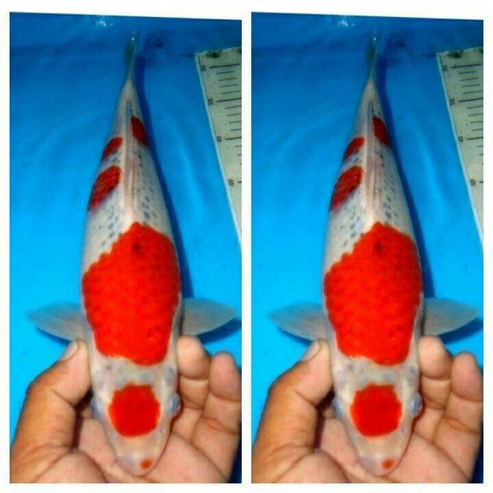 Goshiki usia muda bongsor bakat jumbo