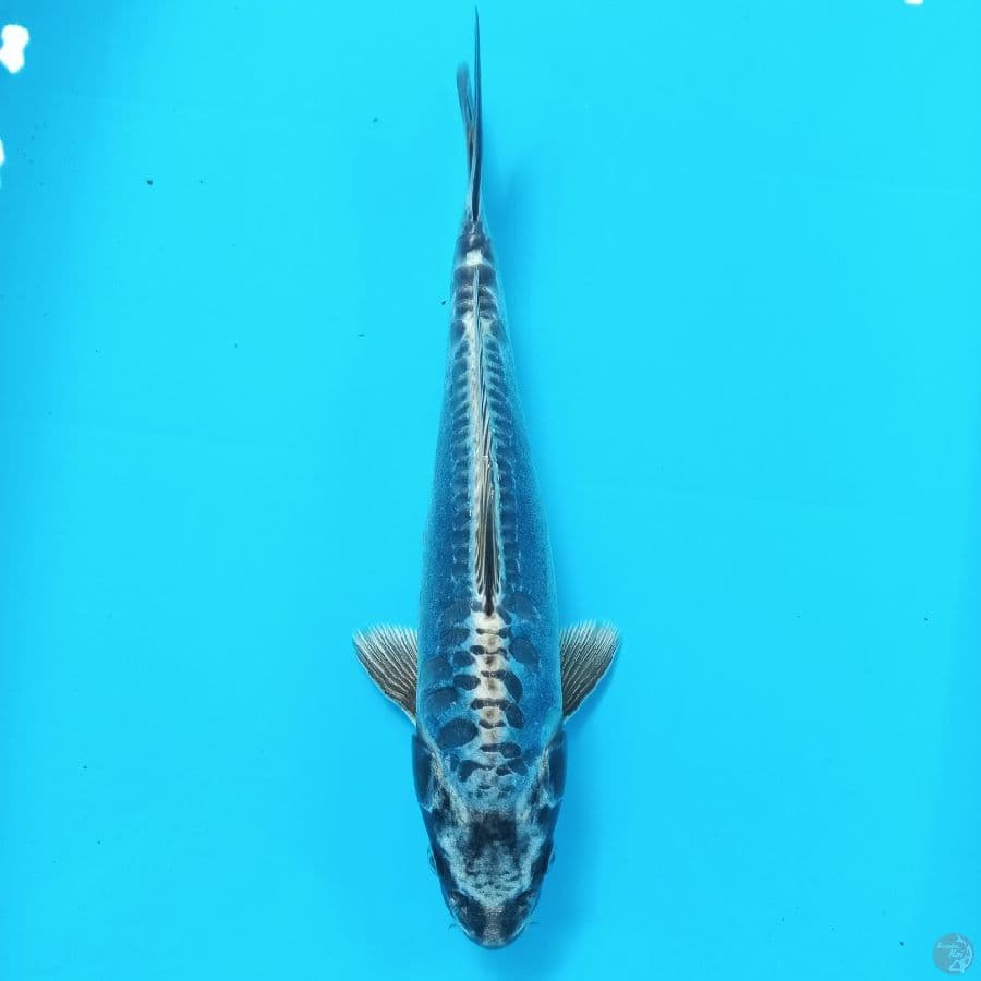 *KIKOKURYU//ML/30 CM*