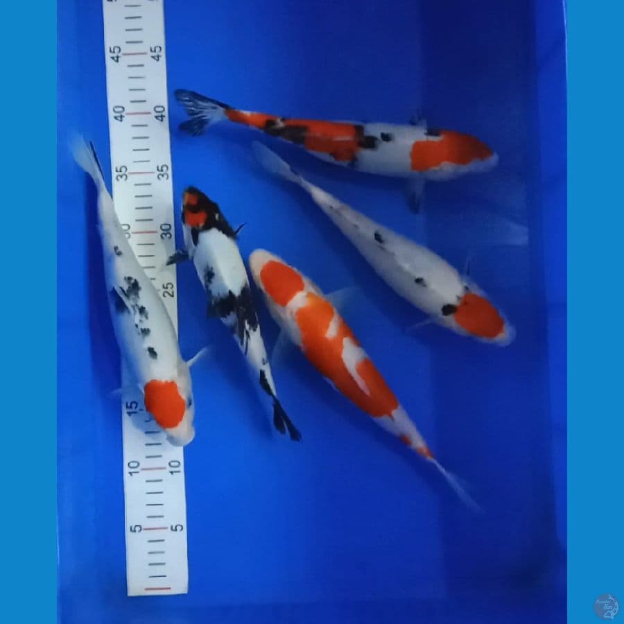 mix 5 ekor 21---25 cm