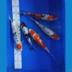 mix 5 ekor 21---25 cm