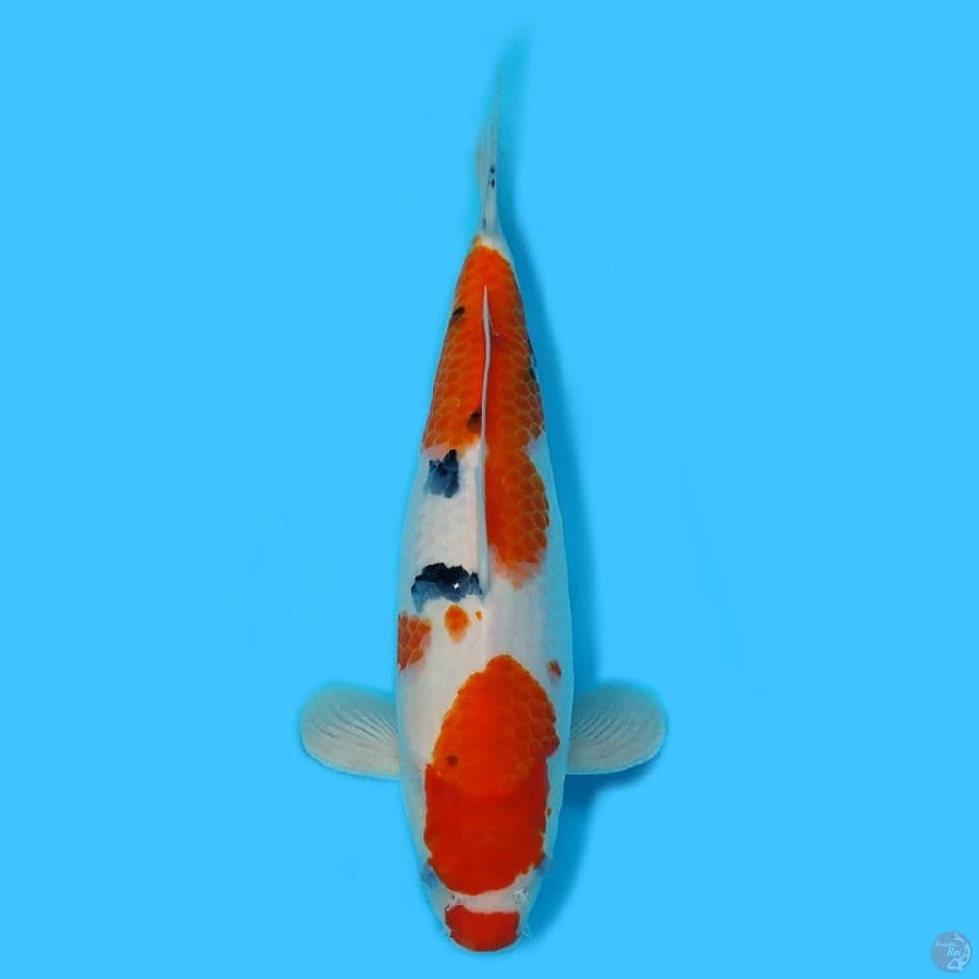 Sanke HQ 35cm