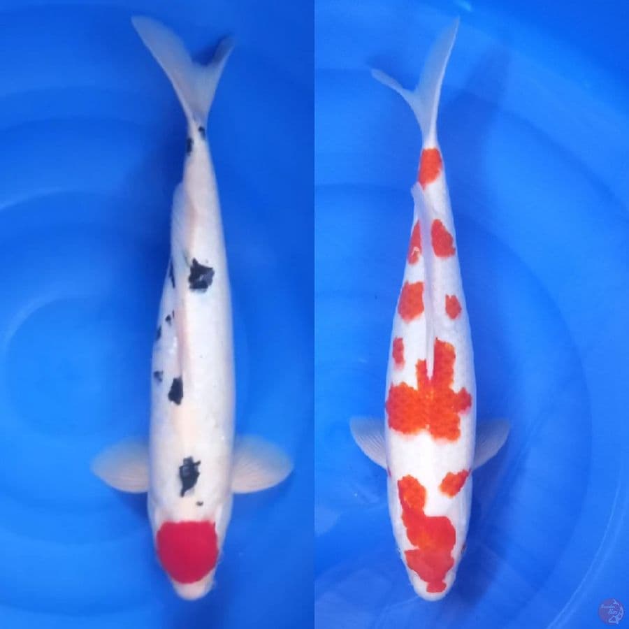 39-41cm sanke kohaku