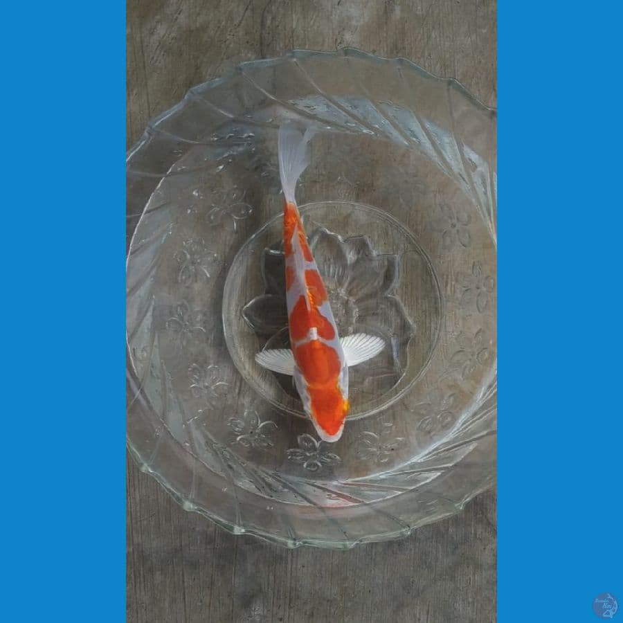 seijuro - kikusui 17cm