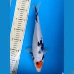 ORIGINAL TC SHOWA 31CM