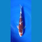 goromo 32cm 