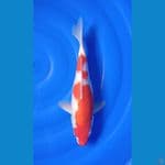 kohaku 35cm 