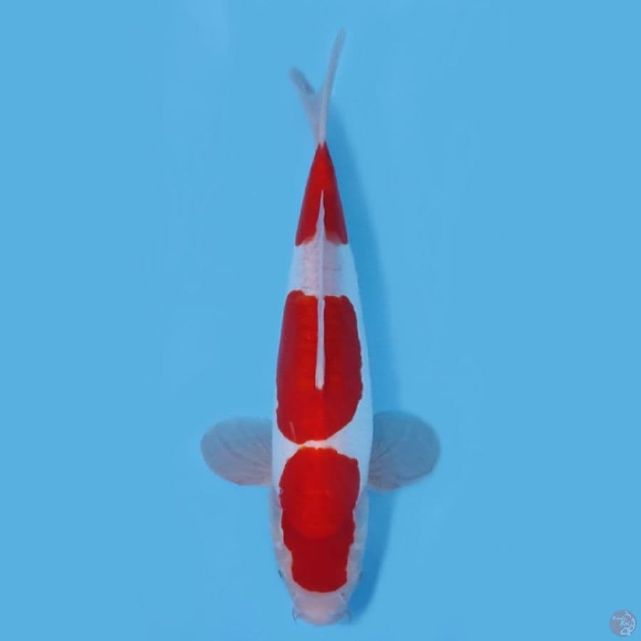 DOITSU KOHAKU HQ ~34CM/MALE~