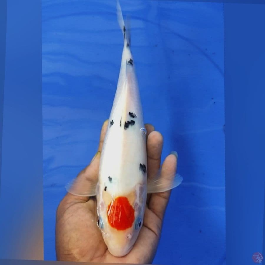 TC SANKE 29CM