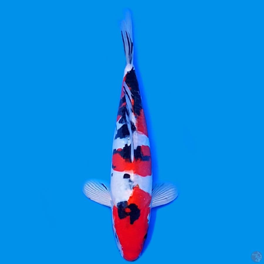 SANKE DOITSU HQ 26CM ~male.