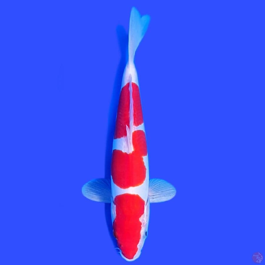 KOHAKU DOITSU 26CM ORIGINALL HQ STRONGG ~female