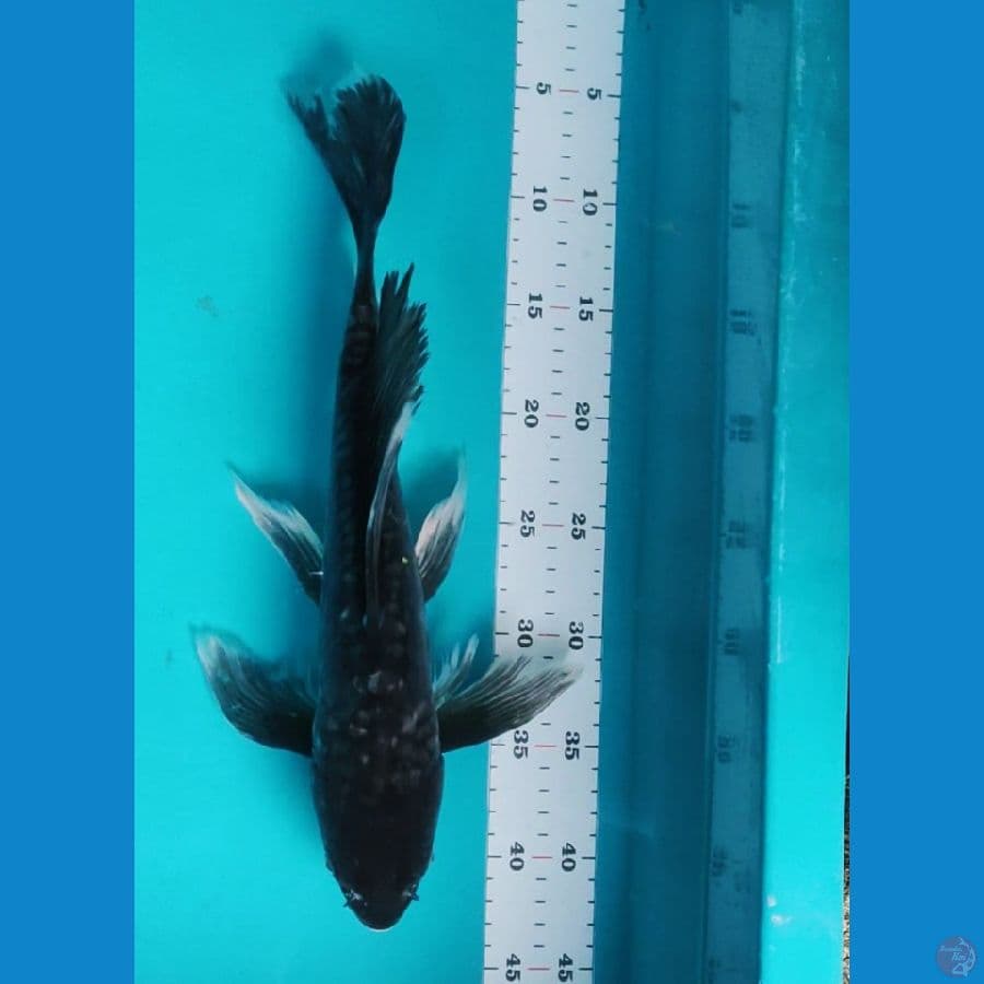 kumpay antik 38cm male