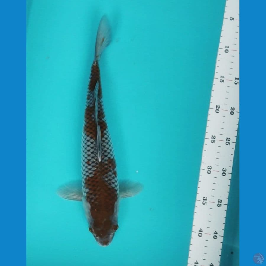 ochiba 35cm