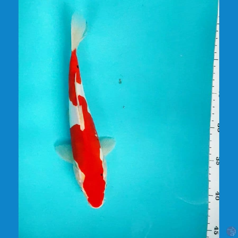 doitsu kawari 26cm