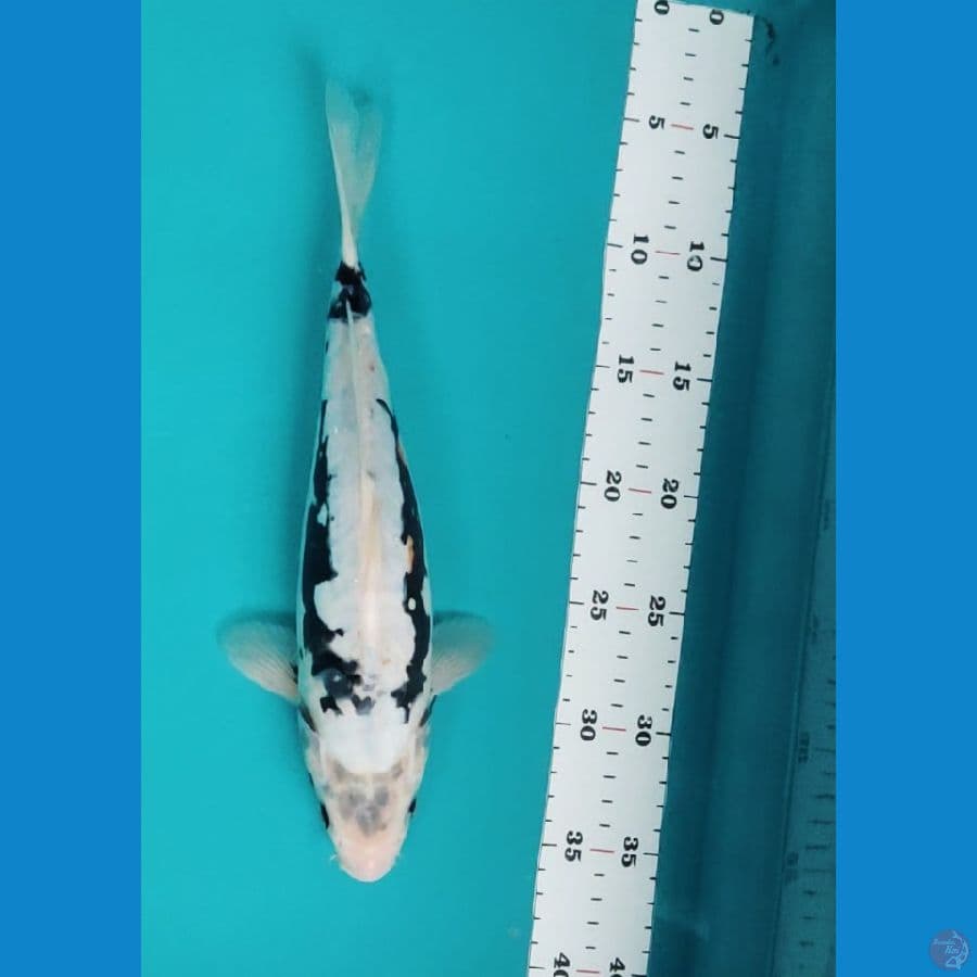 black koshui 29cm
