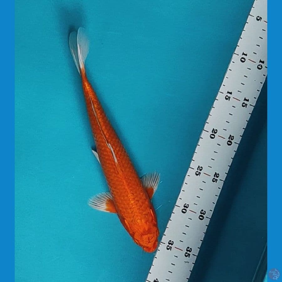 orenji ogon 27cm