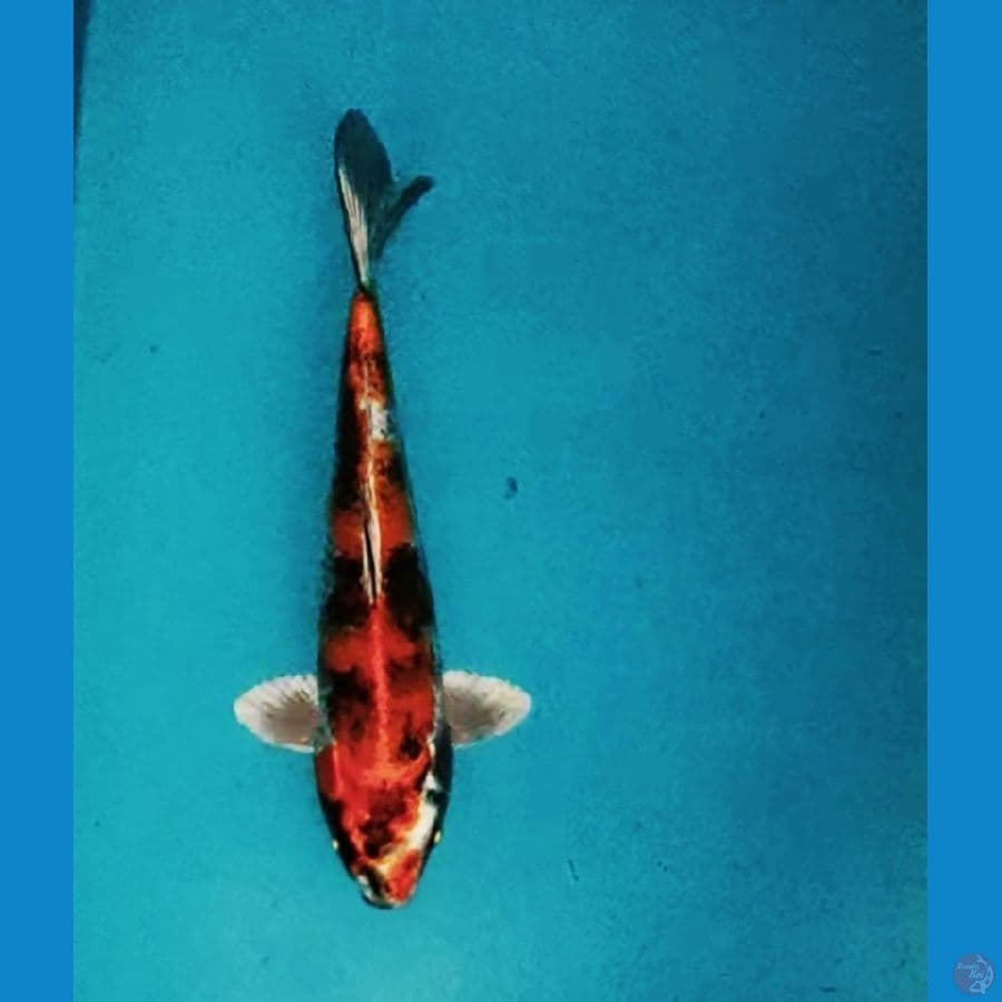kin showa strong 25cm male