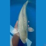 soragoi ginrin hamil muda 43cm