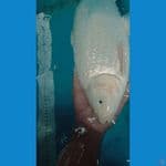 soragoi ginrin jumbo punuk 