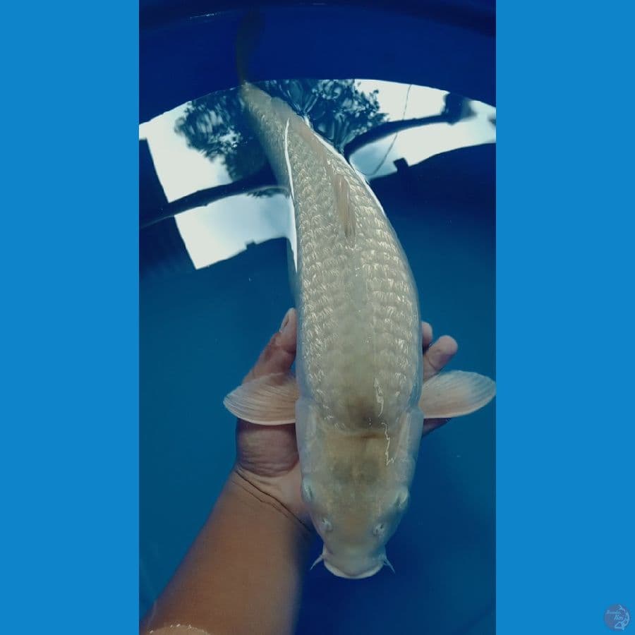 soragoi ginrin punuk unta 