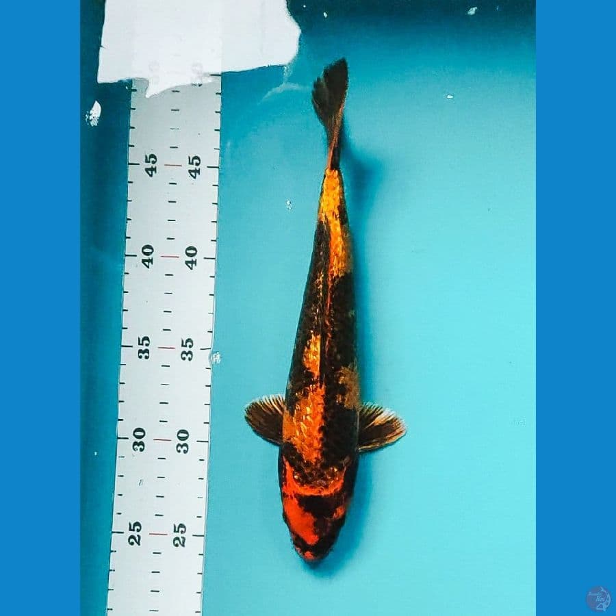 kin utsuri ginrin 25cm